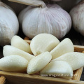 Factory Best Peeled Garlic Cloves Price